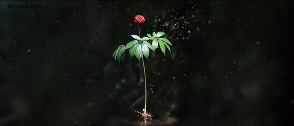 听，三七在说话